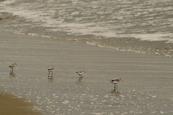 포토 JPG 주간 파도 바다 여러마리 자연 조류 해변 사람없음 야외 국내포토 자연요소 동물 다수 생태계 파일형식