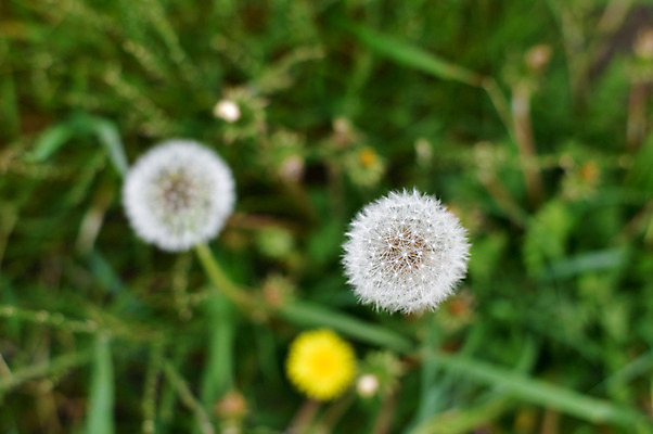 포토 JPG 주간 식물 꽃 컬러 자연 근접촬영 사람없음 야외 아웃포커스 흰색 풀 민들레 국내포토 자연요소 뷰포인트 촬영기법 생태계 파일형식
