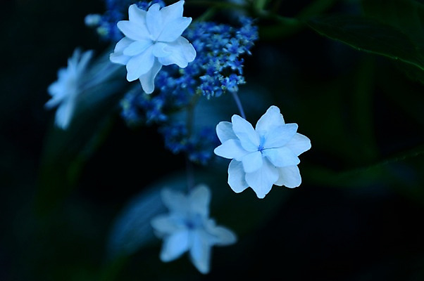 포토 JPG 식물 꽃 컬러 자연 근접촬영 사람없음 야외 파란색 어둠 수국 국내포토 뷰포인트 생태계 파일형식