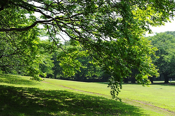 포토 JPG 주간 나무 식물 공원 자연 풍경 잔디 사람없음 야외 일본 국내포토 자연요소 공공시설 아시아 생태계 파일형식
