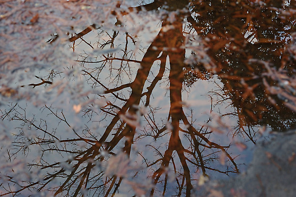 포토 JPG 주간 나무 식물 잎 자연 사람없음 야외 물 반사 나뭇가지 국내포토 자연요소 생태계 파일형식