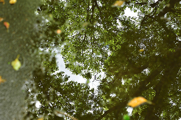 포토 JPG 주간 나무 식물 잎 자연 바닥 사람없음 야외 물 반사 나뭇가지 국내포토 자연요소 생태계 파일형식