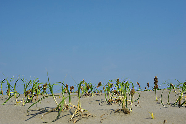 포토 JPG 주간 식물 모래 자연 하늘 풍경 사람없음 야외 모래사장 국내포토 자연요소 바다 생태계 파일형식