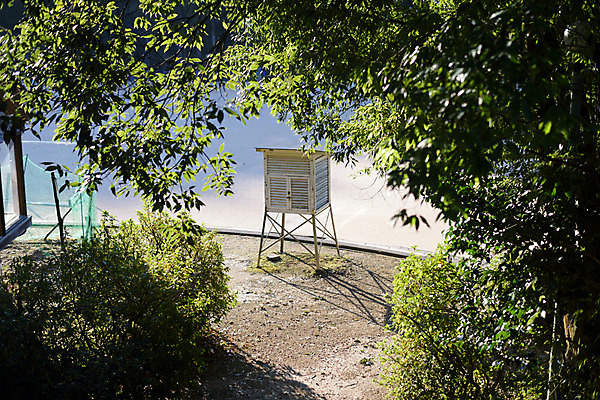 포토 JPG 주간 나무 식물 학교 사람없음 야외 일본 운동장 국내포토 자연요소 교육 아시아 스포츠시설 공간 파일형식