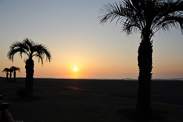 포토 JPG 나무 식물 실루엣 자연 풍경 해변 사람없음 야외 야자수 태양 노을 국내포토 자연요소 바다 촬영기법 생태계 파일형식