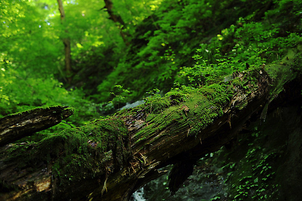 포토 JPG 주간 나무 식물 자연 이끼 사람없음 야외 아웃포커스 국내포토 자연요소 촬영기법 생태계 파일형식