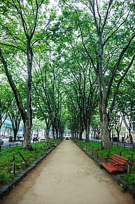 포토 JPG 주간 나무 식물 길 벤치 자연 풍경 사람없음 야외 가로수 국내포토 자연요소 의자 생태계 파일형식