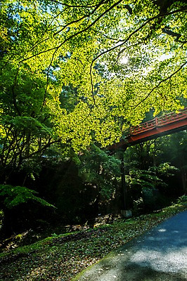 포토 JPG 주간 나무 식물 길 자연 풍경 초원 사람없음 야외 가교 국내포토 자연요소 건축물 생태계 파일형식