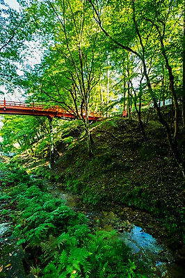 포토 JPG 주간 나무 식물 자연 풍경 사람없음 야외 물 풀 개울 가교 국내포토 자연요소 건축물 강 생태계 파일형식