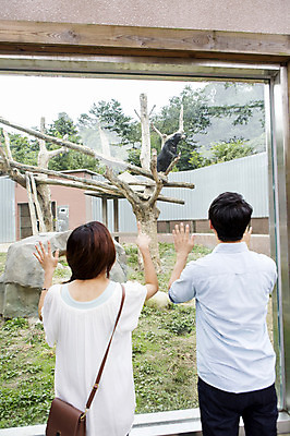 포토 JPG 주간 동물 커플 여자 남자 동물원 서기 사람 동양인 상반신 20대 성인 야외 두명 뒷모습 한국인 청년만 성인만 국내포토 자연요소 뷰포인트 관계 모션 인종 청년 파일형식