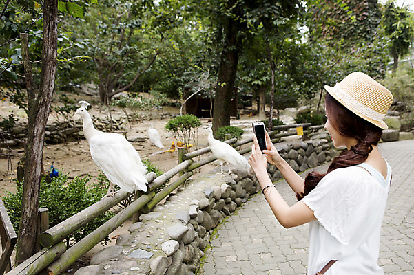 포토 JPG 주간 동물 모자 여자 조류 동물원 한명 들기 사람 동양인 상반신 20대 성인 야외 옆모습 스마트폰 핸드폰 사진촬영 한국인 여자만 여자한명만 성인여자만 청년만 청년여자만 성인한명만 청년여자한명만 성인여자한명만 성인만 국내포토 자연요소 1 잡화 뷰포인트 모션 인종 청년 전자제품 스마트기기 촬영 파일형식
