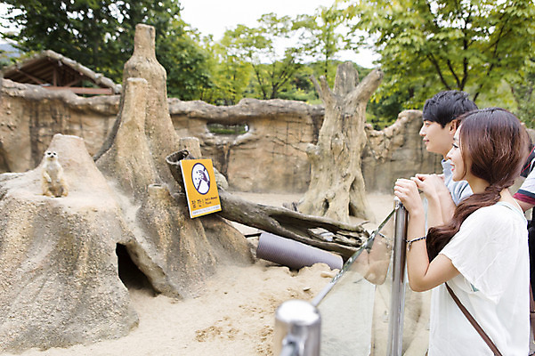 포토 JPG 주간 동물 커플 여자 남자 동물원 사람 동양인 상반신 20대 성인 야외 두명 옆모습 한국인 미어캣 청년만 성인만 국내포토 자연요소 뷰포인트 관계 인종 청년 파일형식