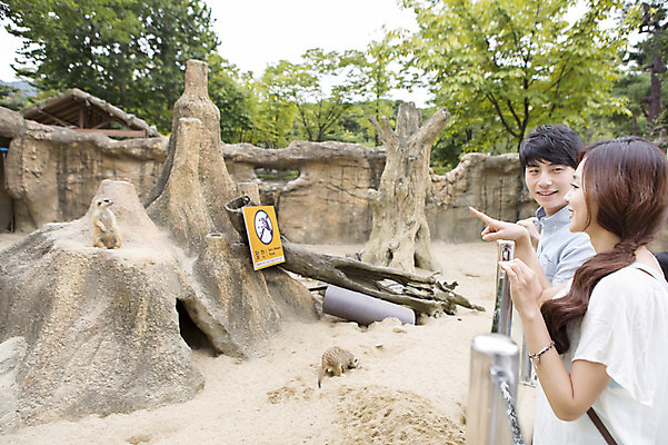 포토 JPG 주간 동물 커플 여자 남자 동물원 웃음 사람 동양인 손짓 상반신 20대 성인 야외 두명 옆모습 한국인 가리킴 미어캣 청년만 성인만 국내포토 자연요소 뷰포인트 관계 모션 표정 인종 청년 파일형식