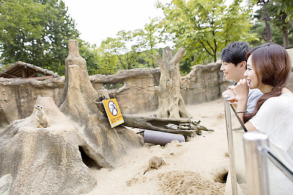 포토 JPG 주간 동물 커플 여자 남자 동물원 웃음 사람 동양인 상반신 20대 성인 야외 두명 옆모습 한국인 미어캣 청년만 성인만 국내포토 자연요소 뷰포인트 관계 표정 인종 청년 파일형식