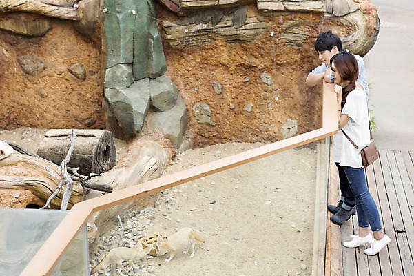 포토 JPG 주간 전신 동물 커플 여자 남자 동물원 서기 사람 동양인 20대 성인 야외 두명 옆모습 한국인 사막여우 청년만 성인만 국내포토 자연요소 뷰포인트 관계 모션 인종 청년 여우 파일형식