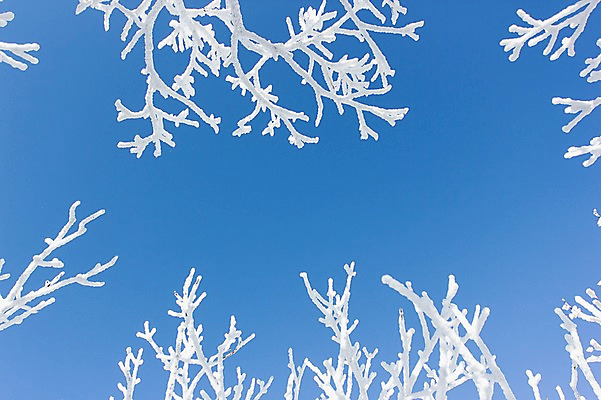 포토 JPG 주간 나무 계절 겨울 자연 하늘 눈꽃 풍경 사람없음 야외 나뭇가지 전라북도 덕유산 상고대 국내포토 자연요소 식물 산 눈_날씨 전라도 생태계 서리 무주 파일형식
