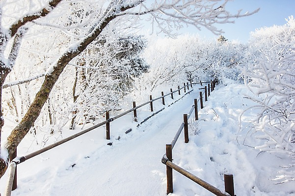 포토 JPG 주간 나무 계절 길 겨울 자연 풍경 사람없음 야외 울타리 숲 전라북도 덕유산 상고대 국내포토 자연요소 식물 산 담장 전라도 생태계 서리 무주 파일형식