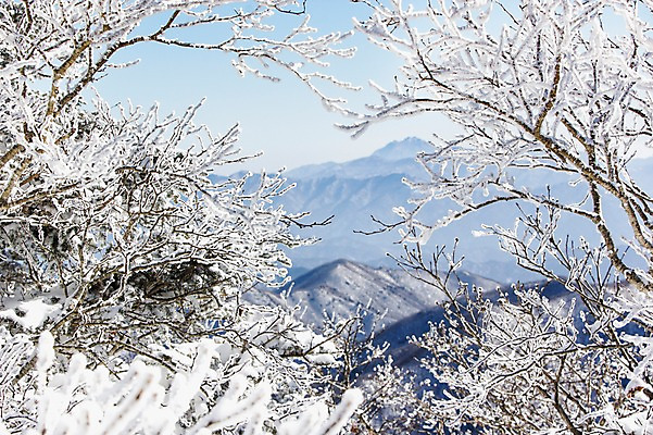 포토 JPG 주간 나무 계절 배경화면 겨울 자연 산 눈꽃 풍경 사람없음 야외 정상 전라북도 덕유산 상고대 국내포토 자연요소 식물 눈_날씨 전라도 생태계 서리 무주 파일형식