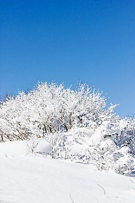 포토 JPG 주간 나무 계절 겨울 자연 눈꽃 풍경 사람없음 야외 전라북도 덕유산 눈길 상고대 국내포토 자연요소 식물 길 산 눈_날씨 전라도 생태계 서리 무주 파일형식