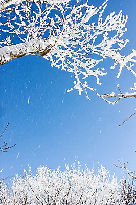 포토 JPG 주간 나무 계절 겨울 자연 날리기 눈꽃 풍경 사람없음 야외 전라북도 덕유산 상고대 국내포토 자연요소 식물 모션 산 눈_날씨 전라도 생태계 서리 무주 파일형식