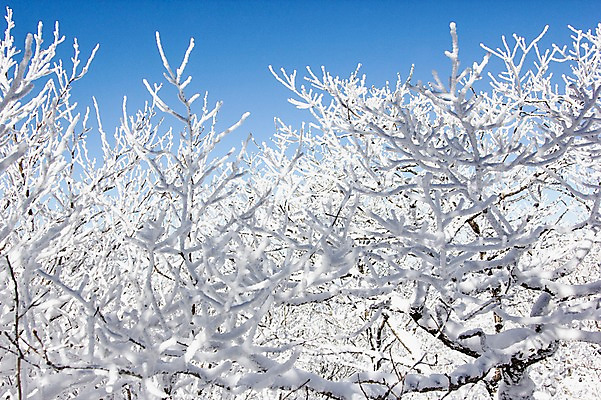포토 자연요소 나무 식물 계절 산 눈_날씨 전라도 생태계 서리 무주 파일형식 눈꽃 자연 나뭇가지 겨울 상고대 풍경 전라북도 덕유산 사람없음 JPG 야외 주간 국내포토