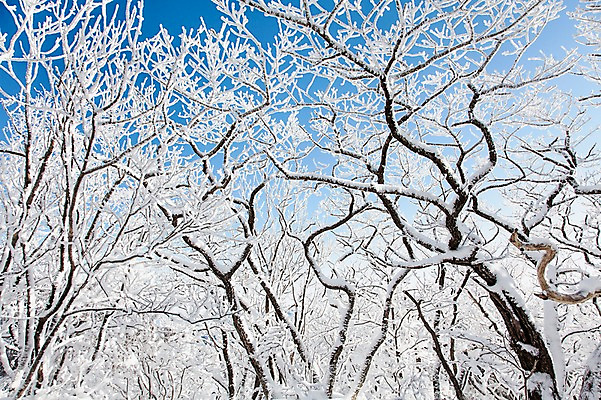 포토 자연요소 나무 식물 계절 산 눈_날씨 전라도 생태계 서리 무주 파일형식 자연 눈꽃 나뭇가지 겨울 상고대 풍경 전라북도 덕유산 사람없음 JPG 야외 주간 국내포토