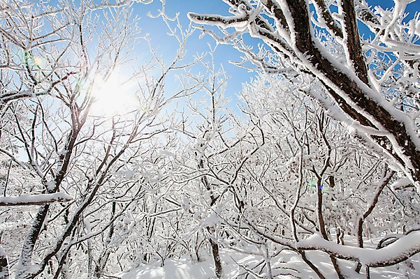 포토 자연요소 나무 식물 계절 산 눈_날씨 전라도 생태계 서리 무주 파일형식 자연 눈꽃 나뭇가지 겨울 태양 상고대 반사 풍경 전라북도 덕유산 사람없음 JPG 야외 주간 국내포토