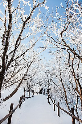 포토 JPG 주간 나무 계절 겨울 자연 눈꽃 풍경 사람없음 야외 울타리 숲 전라북도 덕유산 눈길 상고대 국내포토 자연요소 식물 길 산 눈_날씨 담장 전라도 생태계 서리 무주 파일형식