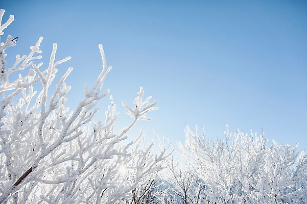 포토 JPG 주간 나무 계절 겨울 자연 눈꽃 풍경 사람없음 야외 나뭇가지 전라북도 덕유산 상고대 국내포토 자연요소 식물 산 눈_날씨 전라도 생태계 서리 무주 파일형식