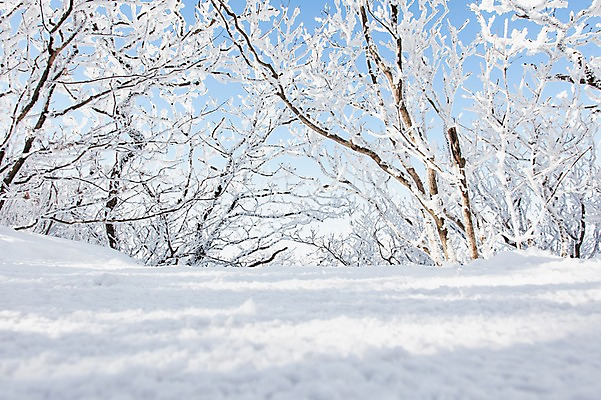 포토 JPG 주간 나무 계절 배경화면 겨울 자연 눈꽃 풍경 사람없음 야외 전라북도 덕유산 눈길 상고대 국내포토 자연요소 식물 길 산 눈_날씨 전라도 생태계 서리 무주 파일형식