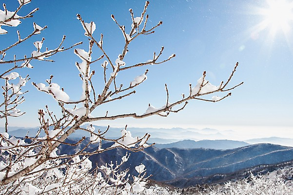 포토 JPG 주간 나무 계절 겨울 자연 눈꽃 풍경 사람없음 야외 햇빛 반사 나뭇가지 전라북도 덕유산 상고대 국내포토 자연요소 식물 산 눈_날씨 태양 전라도 생태계 서리 무주 파일형식