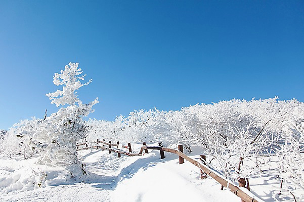 포토 JPG 주간 나무 계절 겨울 자연 눈꽃 풍경 사람없음 야외 울타리 전라북도 덕유산 상고대 국내포토 자연요소 식물 산 눈_날씨 담장 전라도 생태계 서리 무주 파일형식