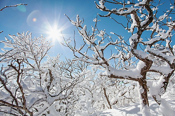 포토 JPG 주간 나무 계절 겨울 자연 눈꽃 풍경 사람없음 야외 태양 반사 나뭇가지 전라북도 덕유산 상고대 국내포토 자연요소 식물 산 눈_날씨 전라도 생태계 서리 무주 파일형식