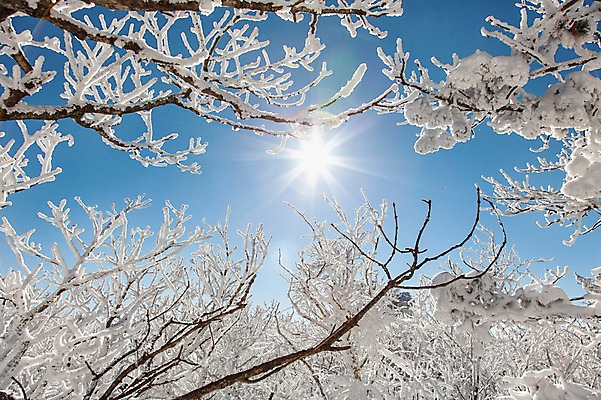 포토 JPG 주간 나무 계절 겨울 자연 눈꽃 풍경 사람없음 야외 태양 반사 나뭇가지 전라북도 덕유산 상고대 국내포토 자연요소 식물 산 눈_날씨 전라도 생태계 서리 무주 파일형식