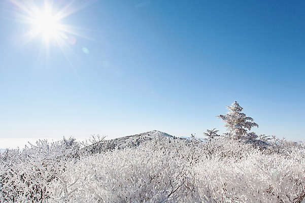 포토 JPG 주간 나무 계절 겨울 자연 눈꽃 풍경 사람없음 야외 태양 반사 전라북도 덕유산 상고대 국내포토 자연요소 식물 산 눈_날씨 전라도 생태계 서리 무주 파일형식