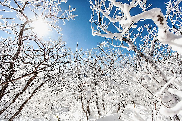 포토 JPG 주간 나무 계절 겨울 자연 눈꽃 풍경 사람없음 야외 태양 반사 나뭇가지 전라북도 덕유산 상고대 국내포토 자연요소 식물 산 눈_날씨 전라도 생태계 서리 무주 파일형식