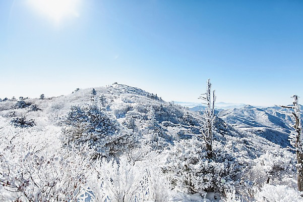 포토 JPG 주간 계절 겨울 자연 산 눈꽃 풍경 사람없음 야외 태양 정상 전라북도 덕유산 상고대 국내포토 자연요소 눈_날씨 전라도 생태계 서리 무주 파일형식