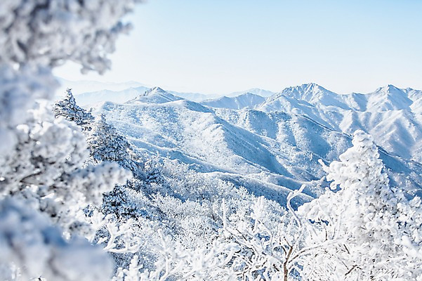 포토 JPG 주간 계절 겨울 자연 산 눈꽃 풍경 사람없음 야외 정상 전라북도 산등성이 덕유산 상고대 국내포토 자연요소 눈_날씨 전라도 생태계 서리 무주 파일형식