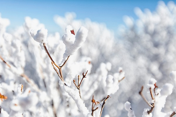 포토 JPG 주간 나무 계절 겨울 자연 눈꽃 풍경 근접촬영 사람없음 야외 아웃포커스 나뭇가지 전라북도 덕유산 상고대 국내포토 자연요소 식물 뷰포인트 산 눈_날씨 촬영기법 전라도 생태계 서리 무주 파일형식
