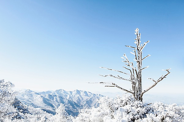 포토 JPG 주간 나무 계절 배경화면 겨울 자연 눈꽃 풍경 사람없음 야외 나뭇가지 전라북도 덕유산 상고대 국내포토 자연요소 식물 산 눈_날씨 전라도 생태계 서리 무주 파일형식