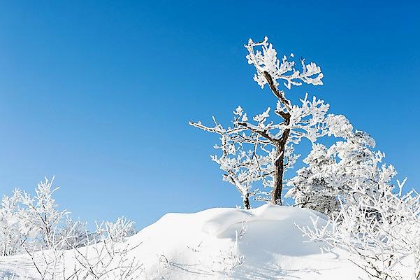 포토 JPG 주간 나무 계절 배경화면 겨울 자연 눈꽃 풍경 사람없음 야외 전라북도 덕유산 상고대 국내포토 자연요소 식물 산 눈_날씨 전라도 생태계 서리 무주 파일형식