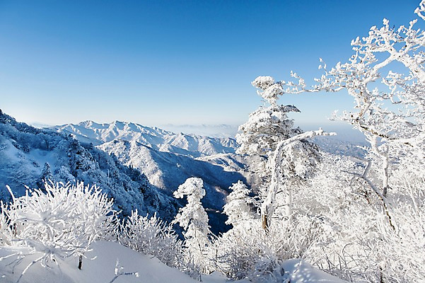 포토 JPG 주간 나무 계절 겨울 자연 눈꽃 풍경 사람없음 야외 전라북도 덕유산 상고대 국내포토 자연요소 식물 산 눈_날씨 전라도 생태계 서리 무주 파일형식