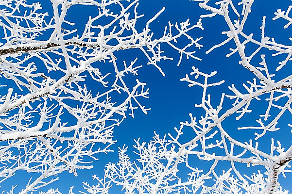 포토 JPG 주간 나무 계절 배경화면 겨울 자연 눈꽃 풍경 사람없음 야외 나뭇가지 전라북도 덕유산 상고대 국내포토 자연요소 식물 산 눈_날씨 전라도 생태계 서리 무주 파일형식