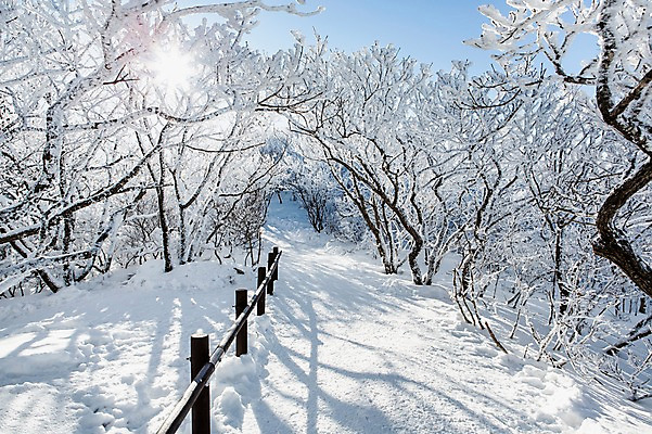 포토 JPG 주간 나무 계절 겨울 자연 눈꽃 풍경 사람없음 야외 울타리 숲 전라북도 덕유산 눈길 상고대 국내포토 자연요소 식물 길 산 눈_날씨 담장 전라도 생태계 서리 무주 파일형식