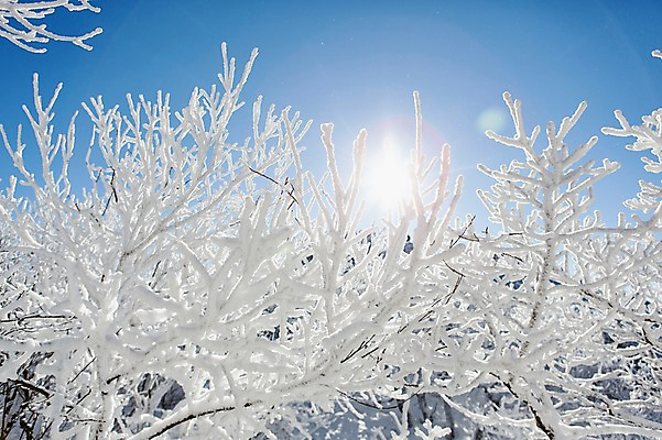 포토 JPG 주간 나무 계절 겨울 자연 눈꽃 풍경 사람없음 야외 태양 반사 나뭇가지 전라북도 덕유산 상고대 국내포토 자연요소 식물 산 눈_날씨 전라도 생태계 서리 무주 파일형식