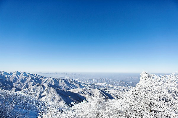 포토 JPG 주간 나무 계절 겨울 자연 눈꽃 풍경 사람없음 야외 전라북도 덕유산 상고대 국내포토 자연요소 식물 산 눈_날씨 전라도 생태계 서리 무주 파일형식