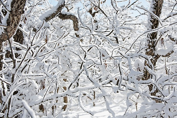 포토 JPG 주간 나무 계절 겨울 자연 눈꽃 풍경 사람없음 야외 나뭇가지 전라북도 덕유산 상고대 국내포토 자연요소 식물 산 눈_날씨 전라도 생태계 서리 무주 파일형식