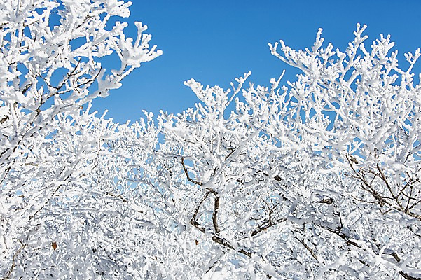 포토 JPG 주간 나무 계절 겨울 자연 눈꽃 풍경 사람없음 야외 나뭇가지 전라북도 덕유산 상고대 국내포토 자연요소 식물 산 눈_날씨 전라도 생태계 서리 무주 파일형식