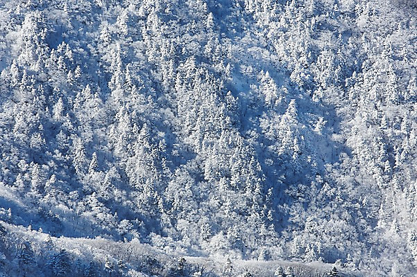 포토 JPG 주간 나무 계절 배경화면 겨울 자연 풍경 사람없음 야외 전라북도 덕유산 상고대 국내포토 자연요소 식물 산 전라도 생태계 서리 무주 파일형식