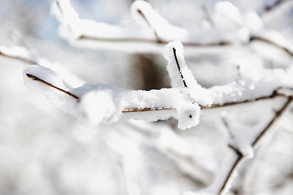 포토 JPG 주간 계절 겨울 자연 눈꽃 풍경 근접촬영 사람없음 야외 아웃포커스 나뭇가지 전라북도 덕유산 상고대 국내포토 자연요소 나무 뷰포인트 산 눈_날씨 촬영기법 전라도 생태계 서리 무주 파일형식